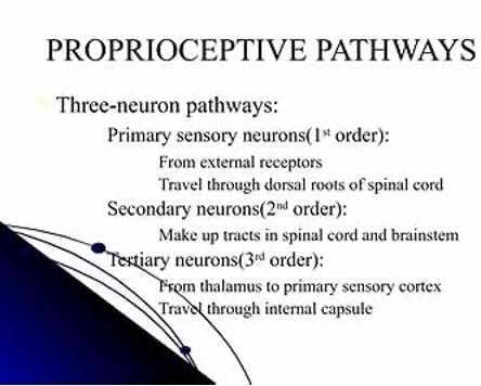 How Vibration Platforms Support Neuromuscular Re-education: Clinical Applications for Chiropractors, Physical Therapists, and Podiatrists